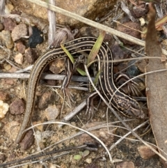 Ctenotus orientalis at Jerrabomberra, NSW - 1 Apr 2022