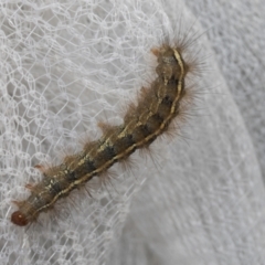 Ardices canescens (Dark-spotted Tiger Moth) at Higgins, ACT - 11 Mar 2022 by AlisonMilton