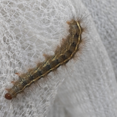 Ardices canescens (Dark-spotted Tiger Moth) at Higgins, ACT - 11 Mar 2022 by AlisonMilton