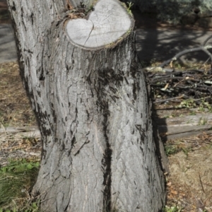 Leptocneria reducta at Higgins, ACT - 1 Apr 2022