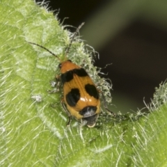 Aulacophora hilaris (Pumpkin Beetle) at Higgins, ACT - 11 Mar 2022 by AlisonMilton