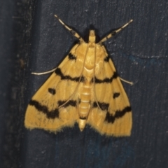 Dichocrocis clytusalis (Kurrajong Leaf-tier, Kurrajong Bag Moth) at Higgins, ACT - 24 Mar 2022 by AlisonMilton
