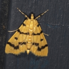 Dichocrocis clytusalis at Higgins, ACT - 25 Mar 2022