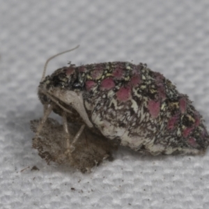 Anestia (genus) at Bruce, ACT - 18 Mar 2022 04:00 PM