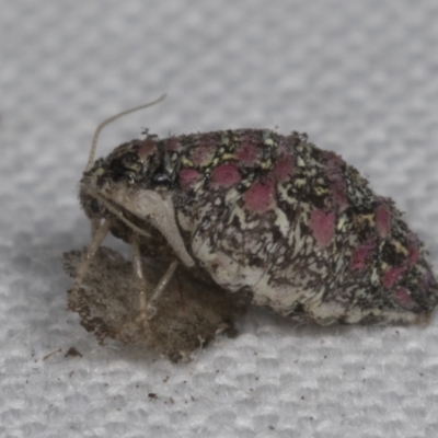 Anestia (genus) (A tiger moth) at Bruce Ridge to Gossan Hill - 18 Mar 2022 by AlisonMilton