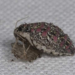 Anestia (genus) (A tiger moth) at Bruce, ACT - 18 Mar 2022 by AlisonMilton