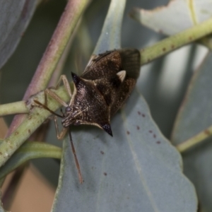 Oechalia schellenbergii at Acton, ACT - 4 Feb 2022