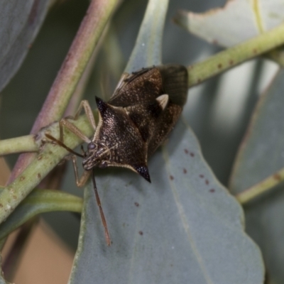 Oechalia schellenbergii (Spined Predatory Shield Bug) at Acton, ACT - 4 Feb 2022 by AlisonMilton