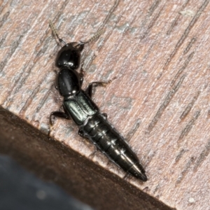 Thyreocephalus sp. (genus) at Higgins, ACT - 28 Mar 2022 12:11 PM