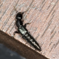 Thyreocephalus sp. (genus) (Rove beetle) at Higgins, ACT - 28 Mar 2022 by AlisonMilton