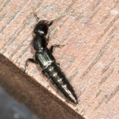 Thyreocephalus sp. (genus) at Higgins, ACT - 28 Mar 2022