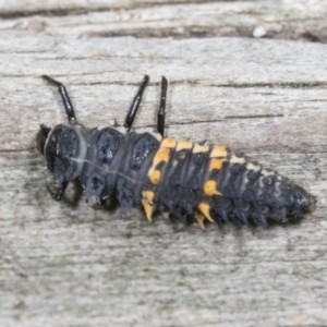 Harmonia conformis at Higgins, ACT - 28 Mar 2022 12:36 PM