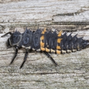 Harmonia conformis at Higgins, ACT - 28 Mar 2022 12:36 PM