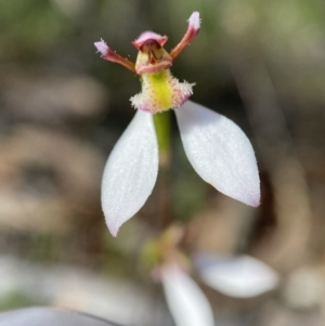 Eriochilus cucullatus at Jerrabomberra, NSW - 1 Apr 2022