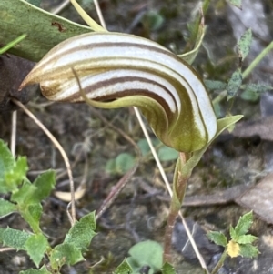 Diplodium truncatum at Jerrabomberra, NSW - 1 Apr 2022