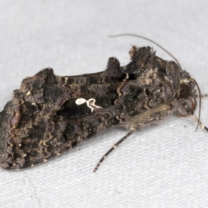 Chrysodeixis eriosoma at Higgins, ACT - 28 Mar 2022