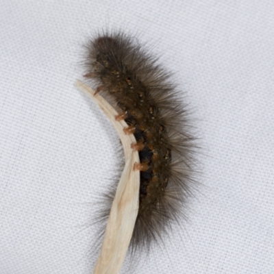 Ardices (genus) (Tiger moth (formerly Spilosoma)) at Higgins, ACT - 28 Mar 2022 by AlisonMilton