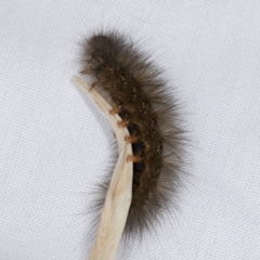 Spilosoma (genus) Immature (Tiger moth caterpillar) at Higgins, ACT - 28 Mar 2022 by AlisonMilton