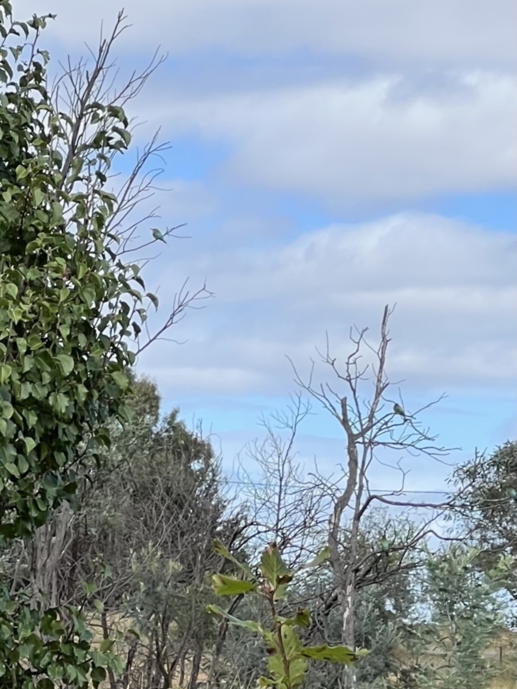Merops ornatus at Murrumbateman, NSW - 1 Apr 2022