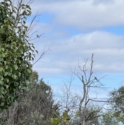 Merops ornatus (Rainbow Bee-eater) at Murrumbateman, NSW - 1 Apr 2022 by SimoneC