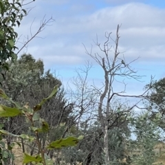 Merops ornatus at Murrumbateman, NSW - 1 Apr 2022