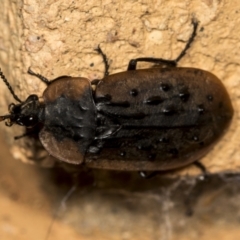 Ptomaphila lacrymosa (Carrion Beetle) at Higgins, ACT - 22 Mar 2022 by AlisonMilton