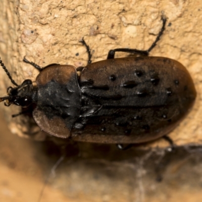 Ptomaphila lacrymosa (Carrion Beetle) at Higgins, ACT - 22 Mar 2022 by AlisonMilton