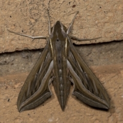 Hippotion celerio (Vine Hawk Moth) at Higgins, ACT - 22 Mar 2022 by AlisonMilton