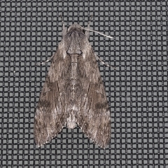 Agrius convolvuli (Convolvulus Hawk Moth) at Higgins, ACT - 23 Mar 2022 by AlisonMilton