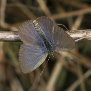 Zizina otis at Molonglo Valley, ACT - 23 Mar 2022 08:57 AM