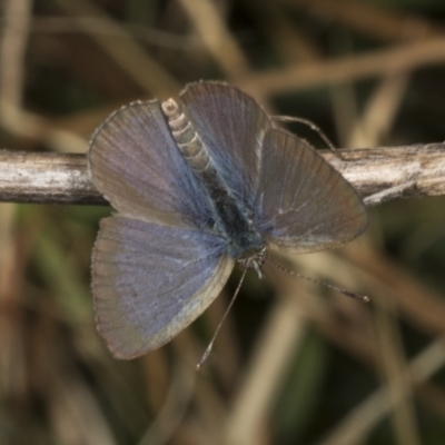 Zizina otis (Common Grass-Blue) at Molonglo Valley, ACT - 23 Mar 2022 by AlisonMilton