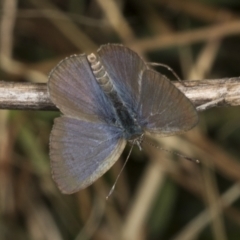 Zizina otis (Common Grass-Blue) at Molonglo Valley, ACT - 22 Mar 2022 by AlisonMilton