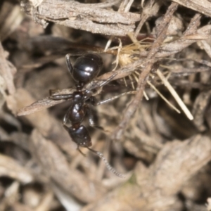 Papyrius nitidus at Molonglo Valley, ACT - 23 Mar 2022