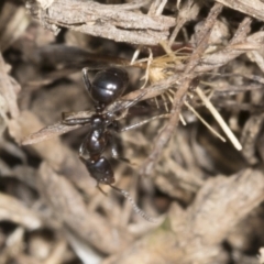 Papyrius nitidus (Shining Coconut Ant) at Molonglo River Reserve - 22 Mar 2022 by AlisonMilton