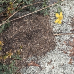 Papyrius nitidus at Molonglo Valley, ACT - suppressed