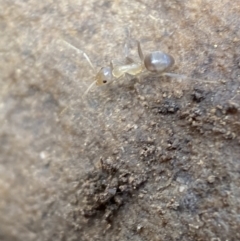 Unidentified Ant (Hymenoptera, Formicidae) (TBC) at Jerrabomberra, NSW - 1 Apr 2022 by Steve_Bok