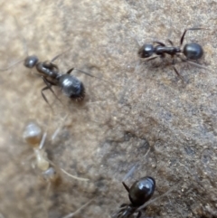 Formicidae (family) at Jerrabomberra, NSW - 1 Apr 2022 01:20 PM