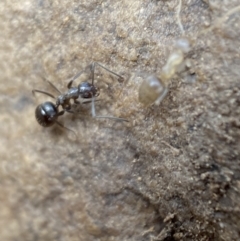 Formicidae (family) at Jerrabomberra, NSW - 1 Apr 2022 01:20 PM