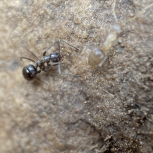 Formicidae (family) at Jerrabomberra, NSW - 1 Apr 2022 01:20 PM