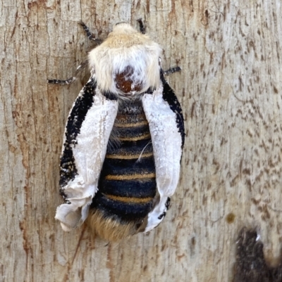 Oenosandra boisduvalii (Boisduval's Autumn Moth) at Jerrabomberra, NSW - 1 Apr 2022 by SteveBorkowskis