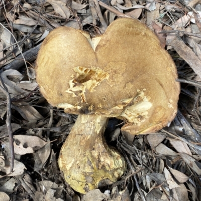 Unidentified Fungus at QPRC LGA - 1 Apr 2022 by Steve_Bok