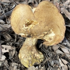 zz bolete at Jerrabomberra, NSW - 1 Apr 2022