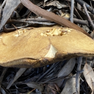 zz bolete at Jerrabomberra, NSW - 1 Apr 2022