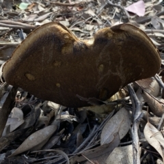 zz bolete at Jerrabomberra, NSW - 1 Apr 2022