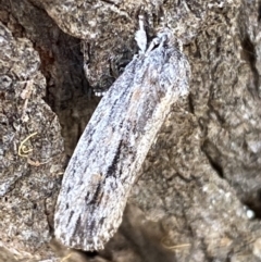 Agriophara platyscia (A Flat-bodied moth (Depressidae) at Jerrabomberra, NSW - 1 Apr 2022 by SteveBorkowskis