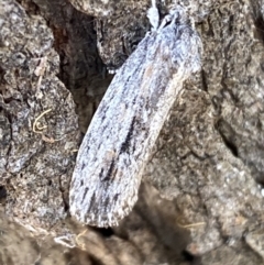 Agriophara platyscia at Jerrabomberra, NSW - 1 Apr 2022