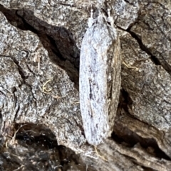 Agriophara platyscia at Jerrabomberra, NSW - 1 Apr 2022