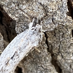 Agriophara platyscia at Jerrabomberra, NSW - 1 Apr 2022