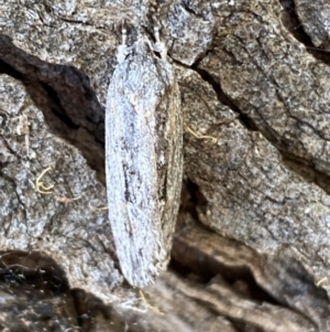 Agriophara platyscia at Jerrabomberra, NSW - 1 Apr 2022