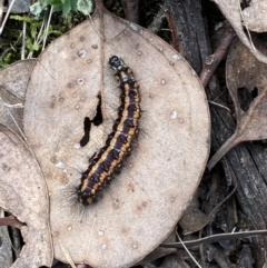 Nyctemera amicus (Senecio Moth, Magpie Moth, Cineraria Moth) at Mount Jerrabomberra - 1 Apr 2022 by Steve_Bok